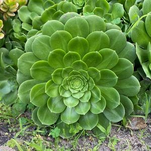 Meet your Posher, Mandie